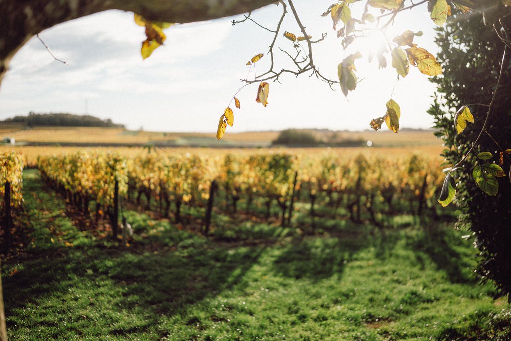 Vignes du Domaine Vadé