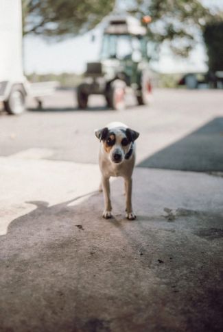 Oeno, le chien du domaine - Domaine Vadé Saumur